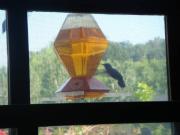 Zooming in on a hummingbird.